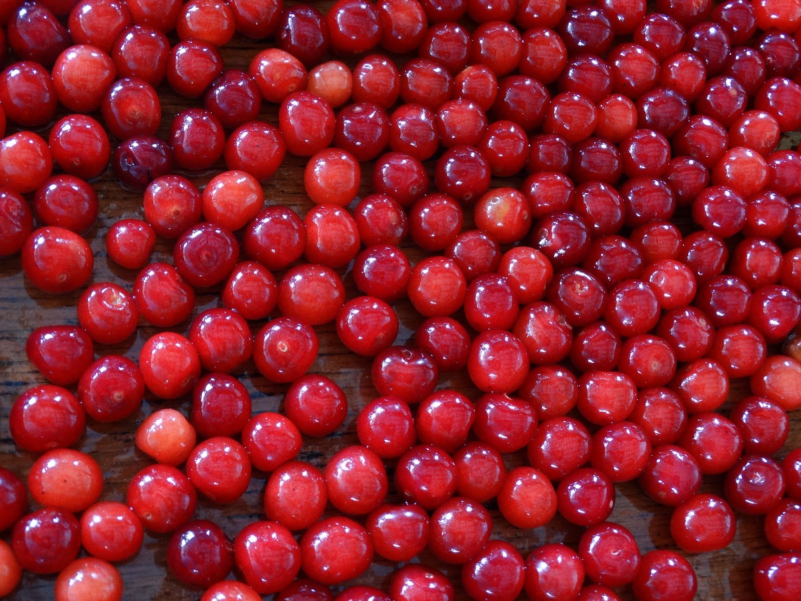 2304 Miles Pregnancy Craving Cherries! (Treemendous Fruit Farms in MI)