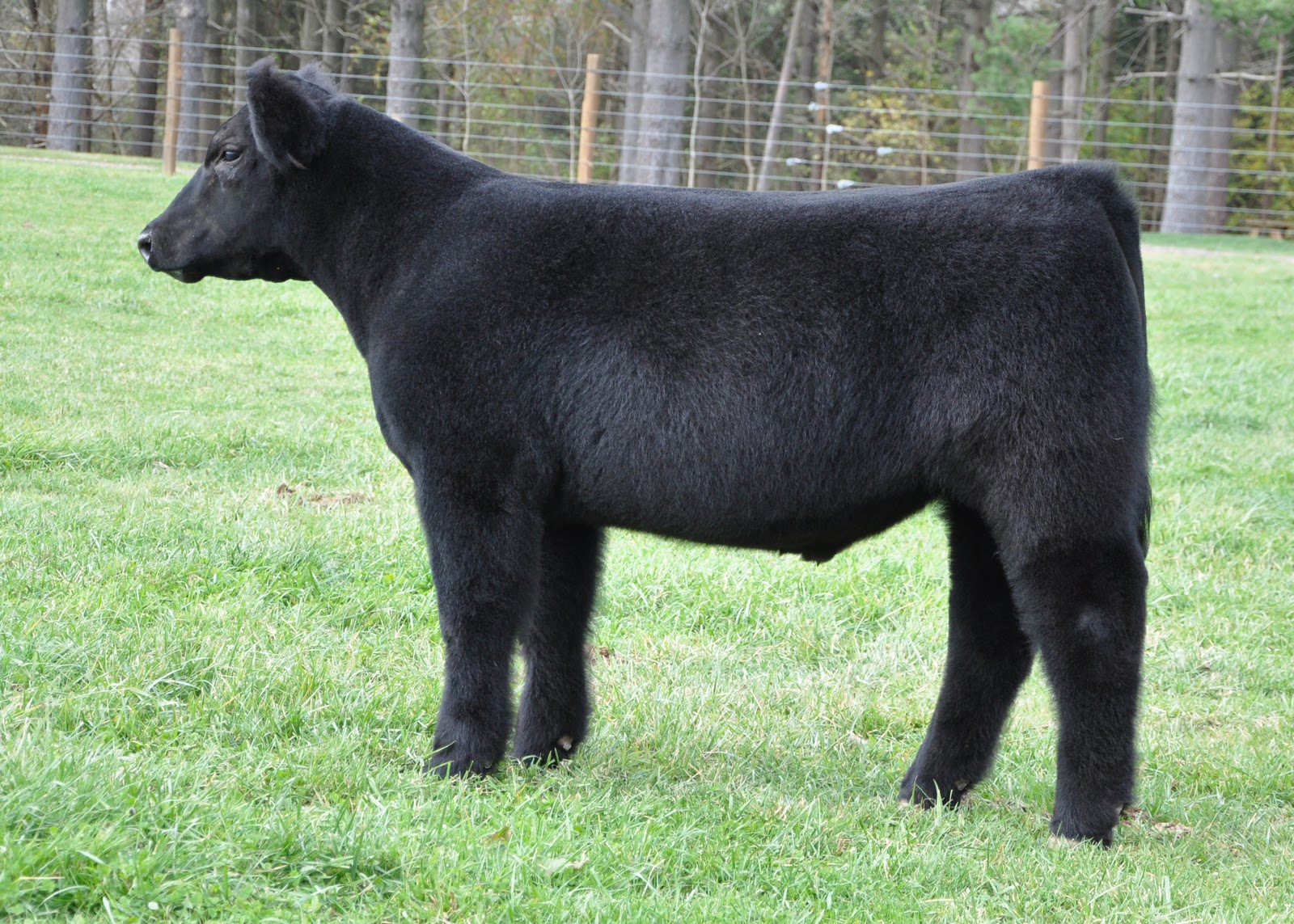 MITTAG Blog Calves For Sale