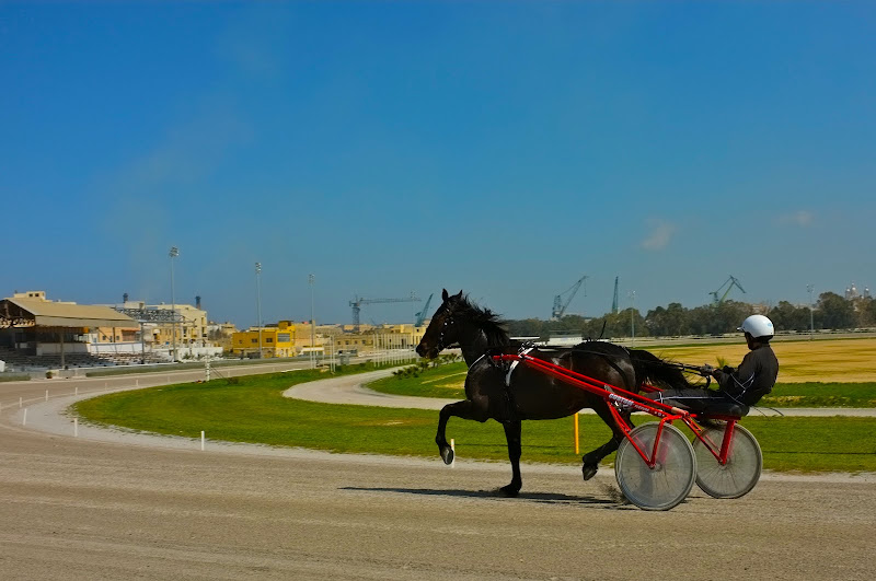 Merlin and Rebecca Maltese Horses