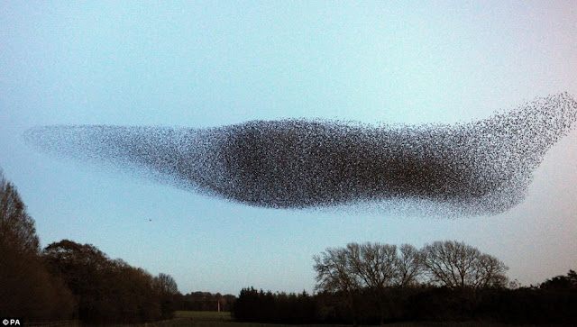 آلاف الطيور تقوم بعروض هوائية مدهشة كأنها جسد واح Murmurating+starlings+03