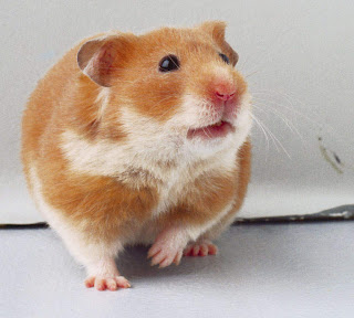 Hamster Syrian 