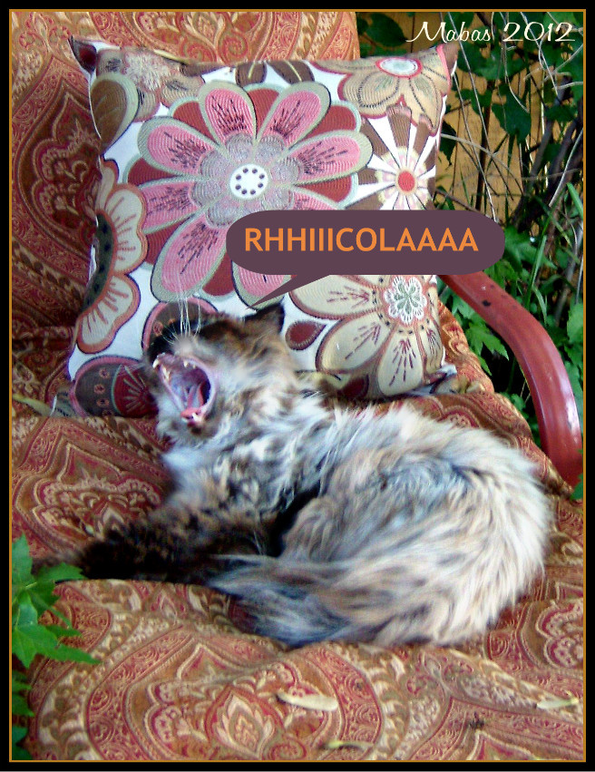 Suzy Homefaker OUTDOOR CUSHION REDO