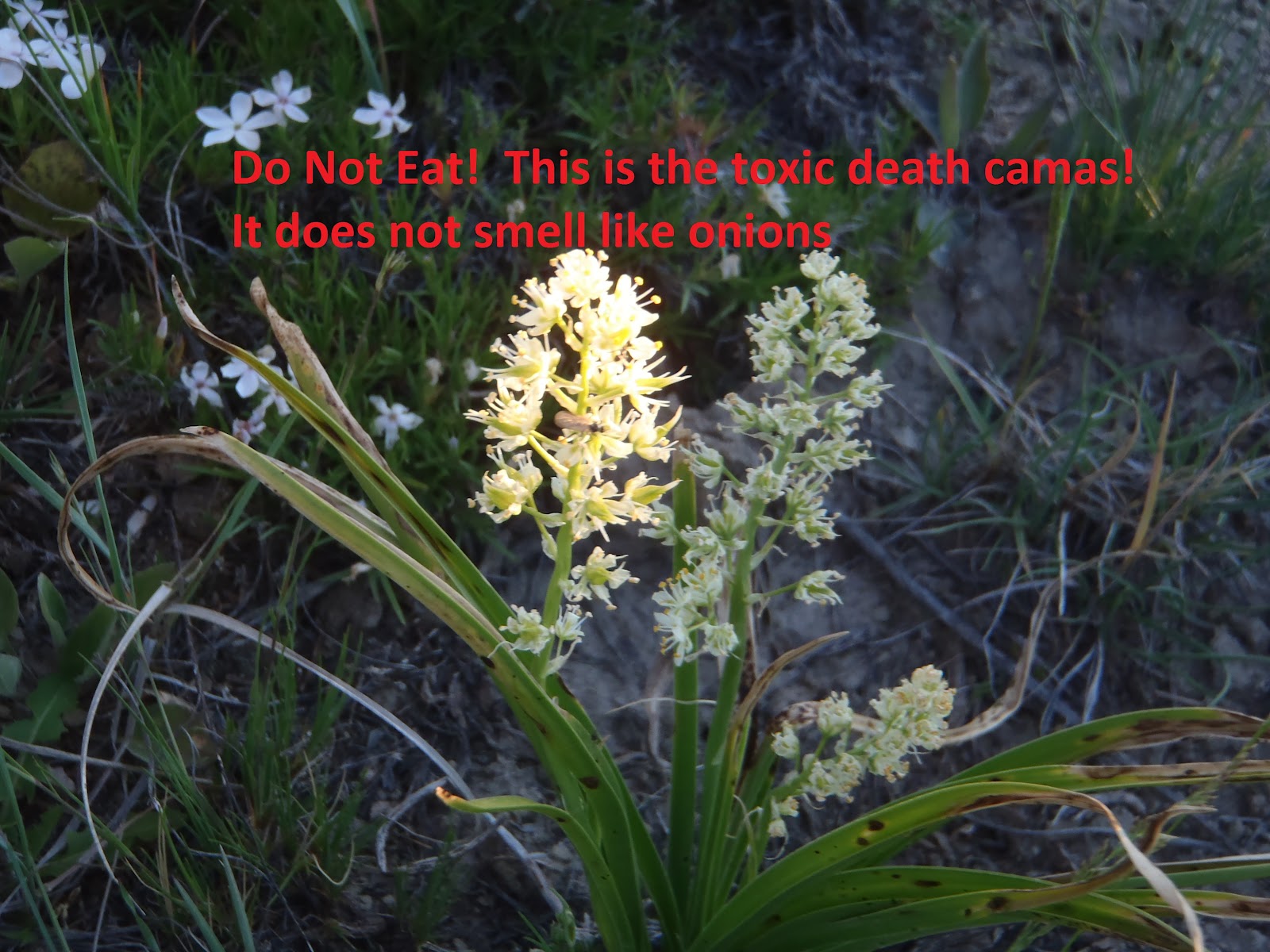 Beer, Banjos, Boats, and Biology Spring Weeding = Free Food