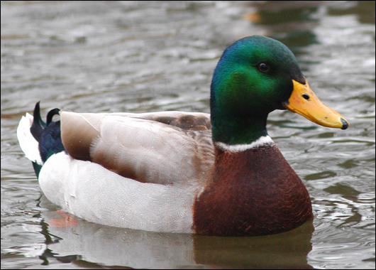 mallard_duck 6464