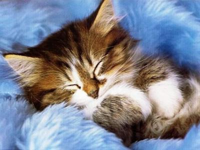 chat+qui+dort+couette.jpg