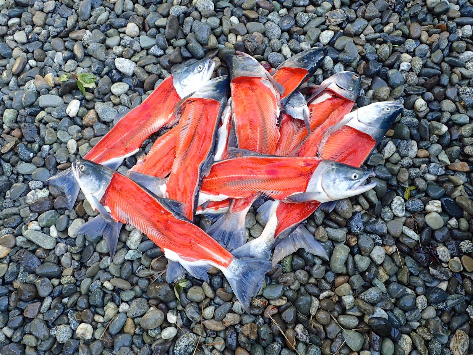 The Baked Alaska Project How to Grill Salmon Carcasses