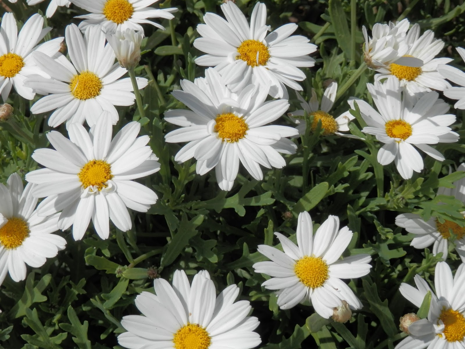 Perfumes y luces de Extremadura Margarita blanca, Argyranthemun