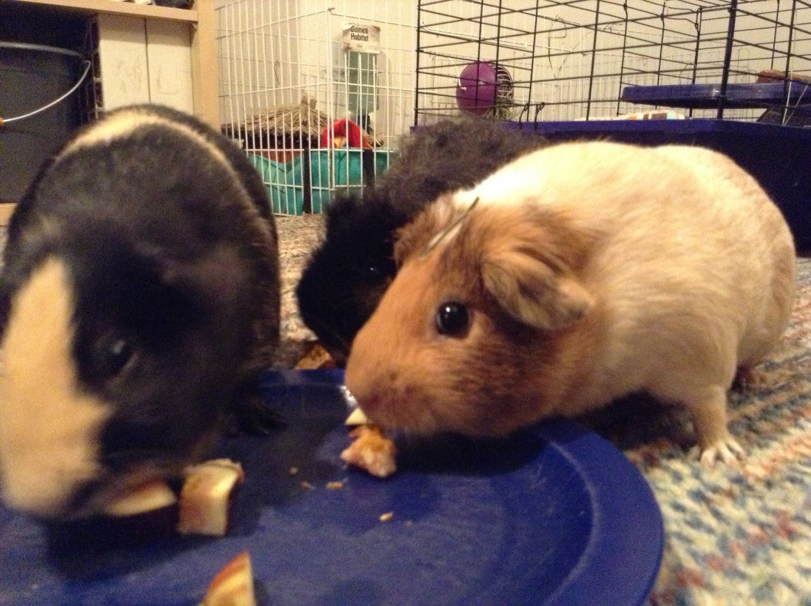 can guinea pigs eat fig leaves