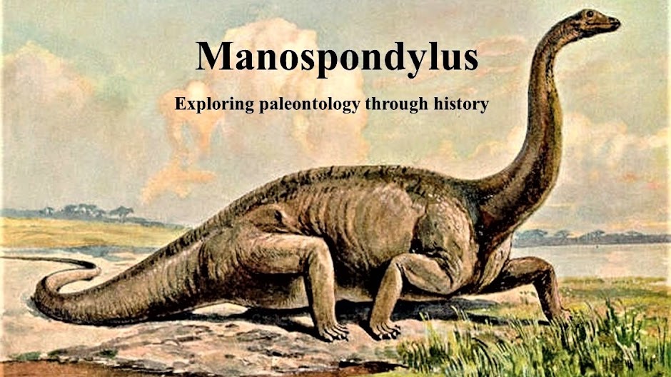 Manospondylus