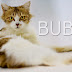 Malaysia Pets Adoption & Pets Photography