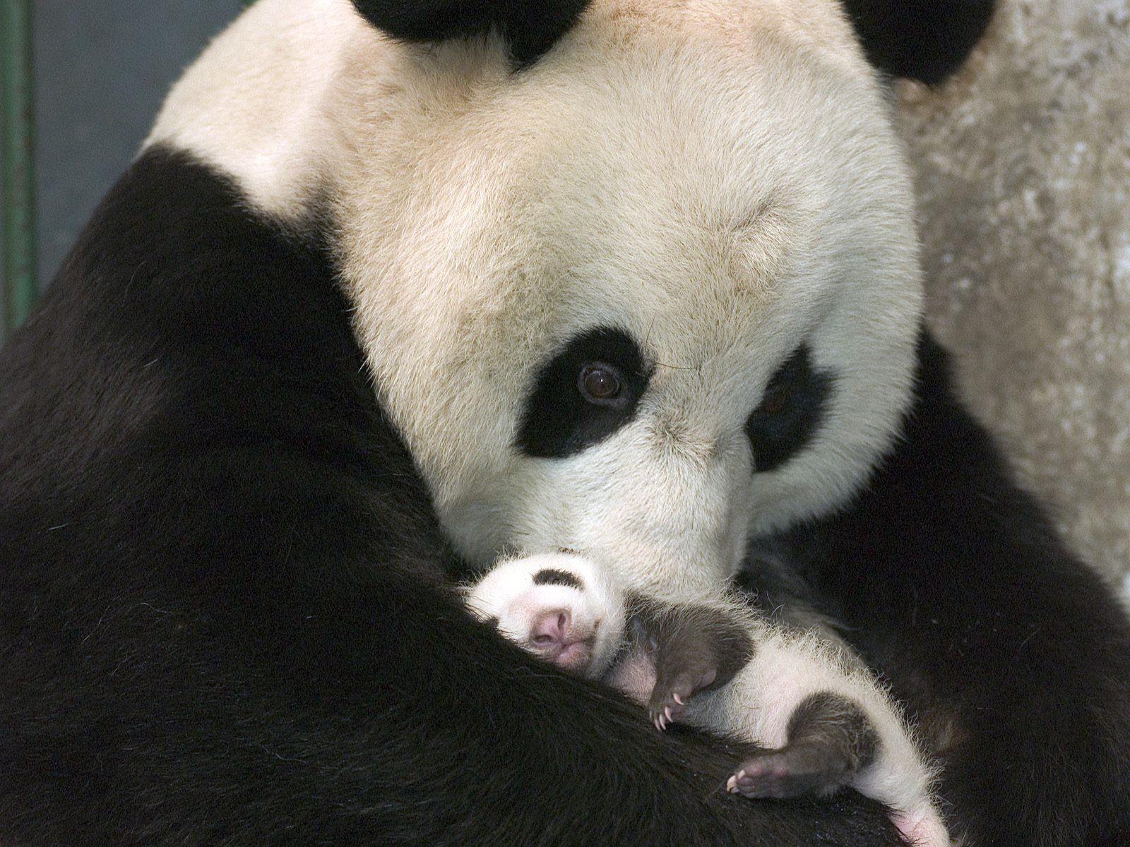 Nacen 14 osos panda en China Excélsior