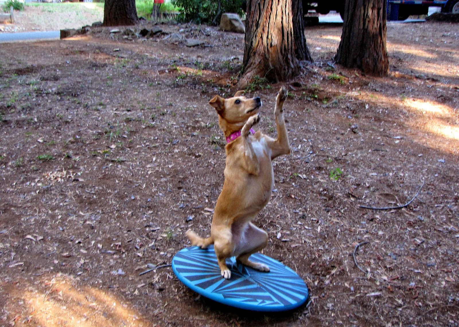ZoePhee How to Make Wobble Board for Dogs!