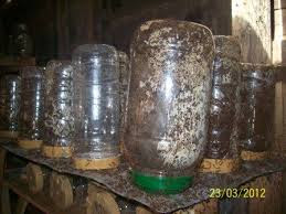 Toples plastik usaha budidaya kroto Toples plastik usaha budidaya kroto