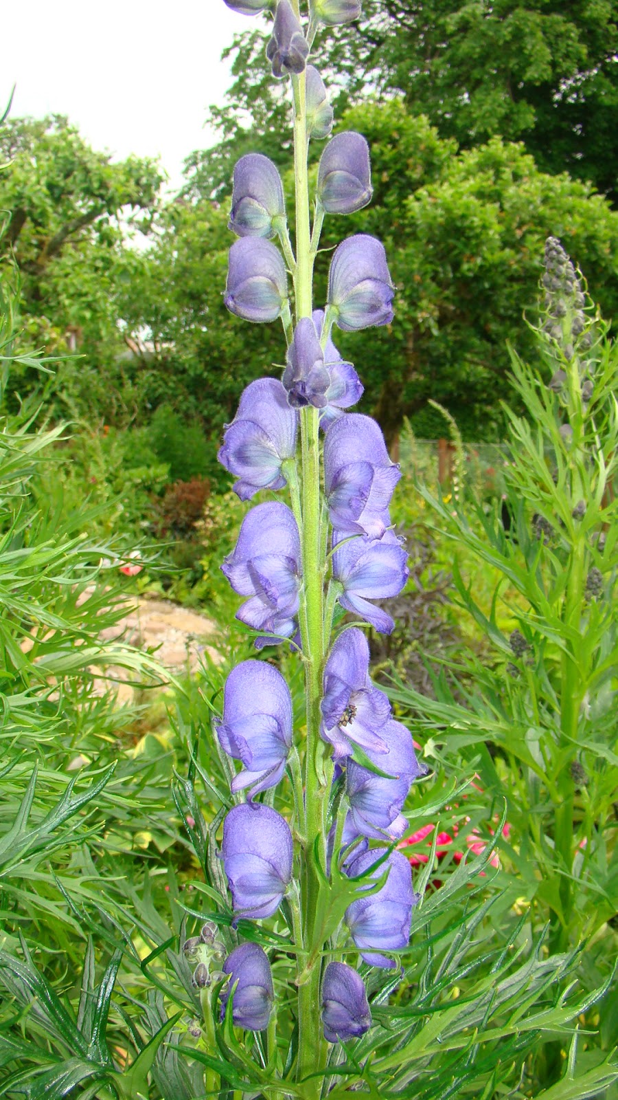 Flowers by Friends Monkshood (Aconitum napellus) by Liz