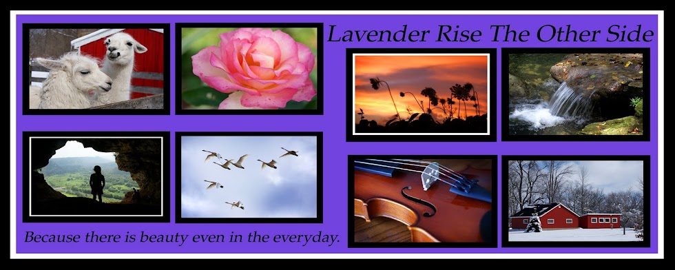 Lavender Rise the Other Side