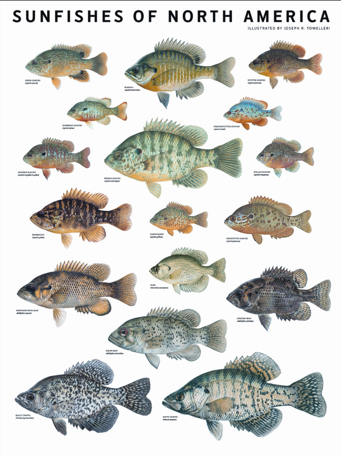 the fiberglass manifesto the sunfishes of north america sunfish identification chart