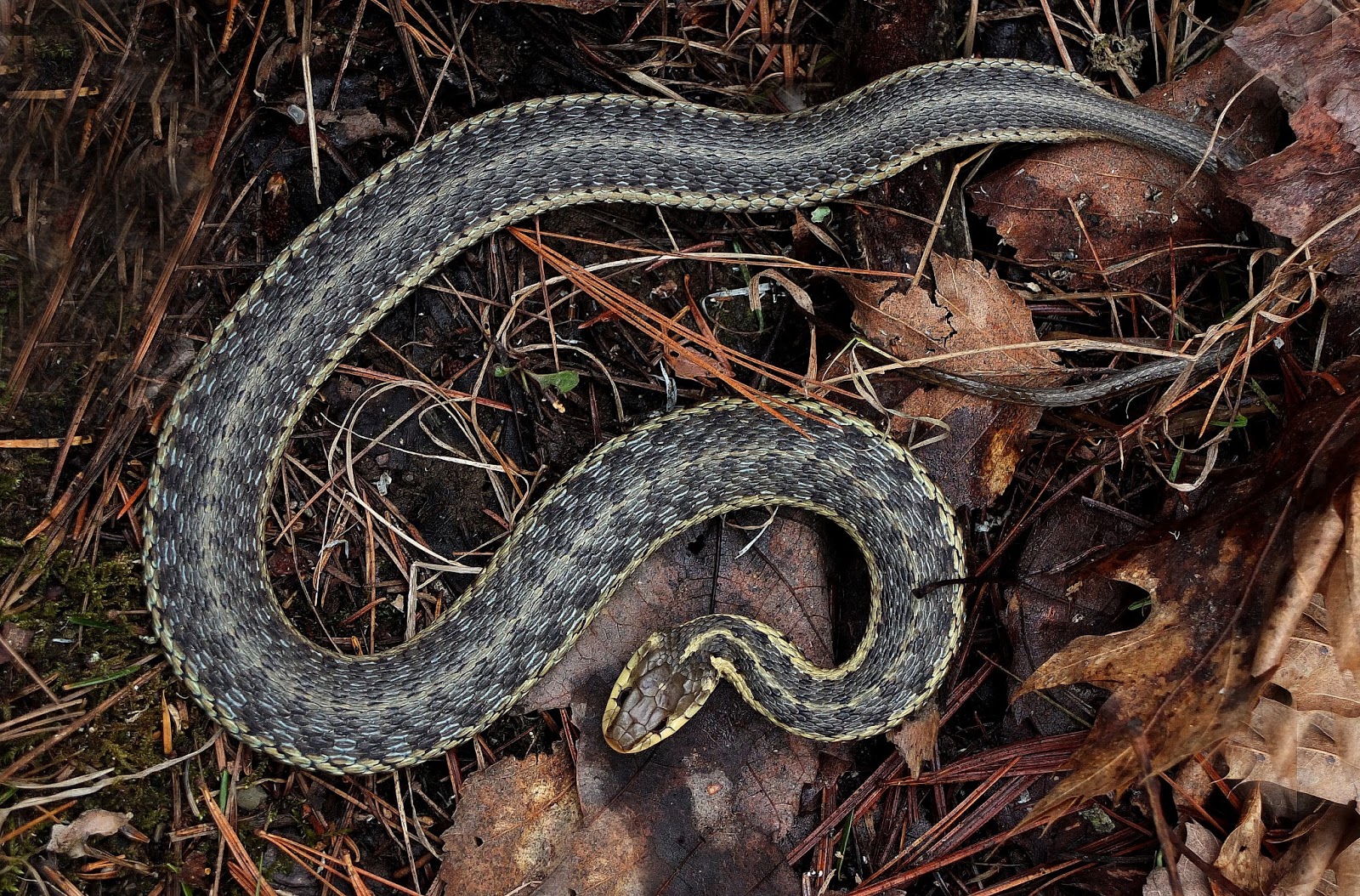 lots of snakes on trail lots of snakes on trail