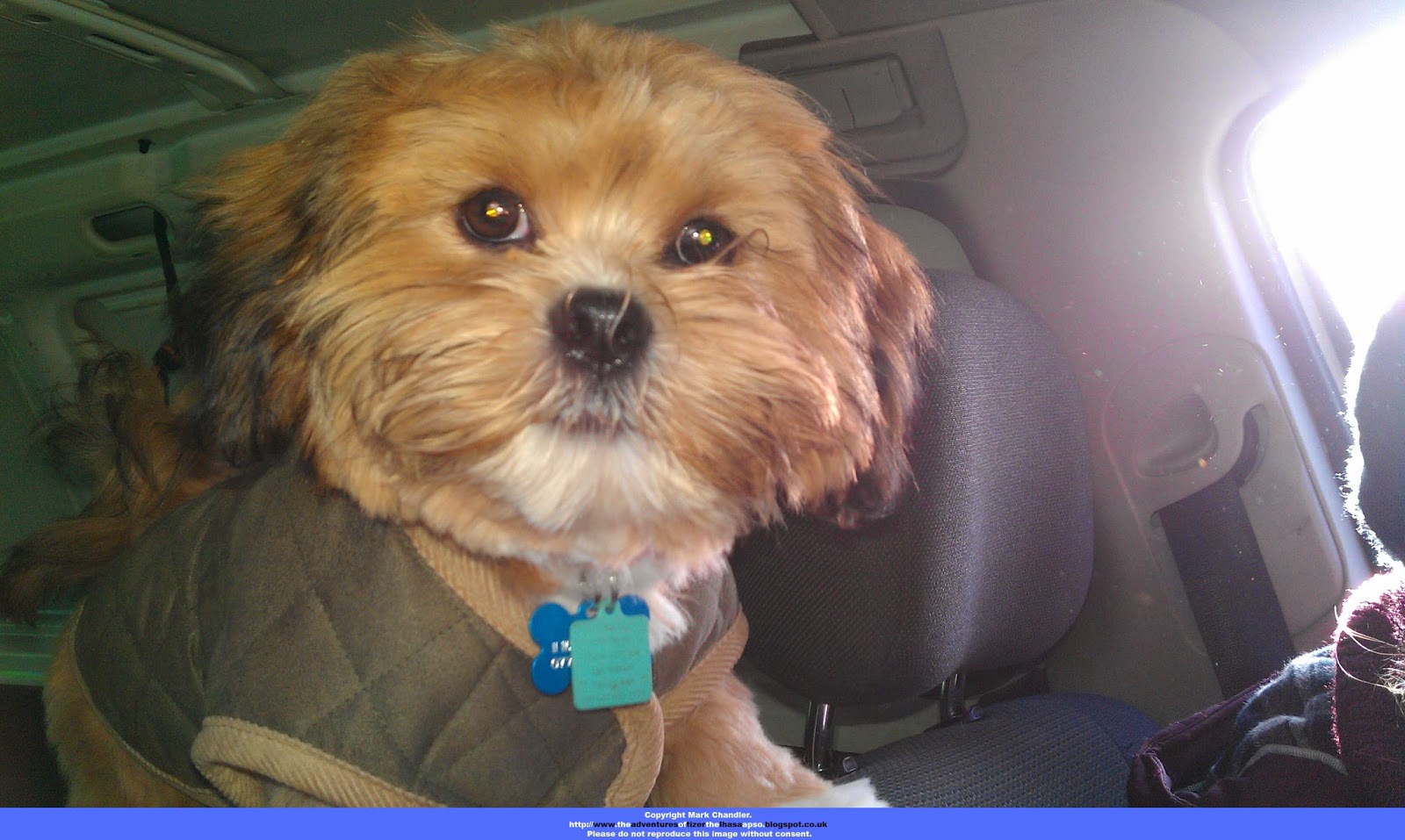 Lhasa Apso Winter Coats Photos All