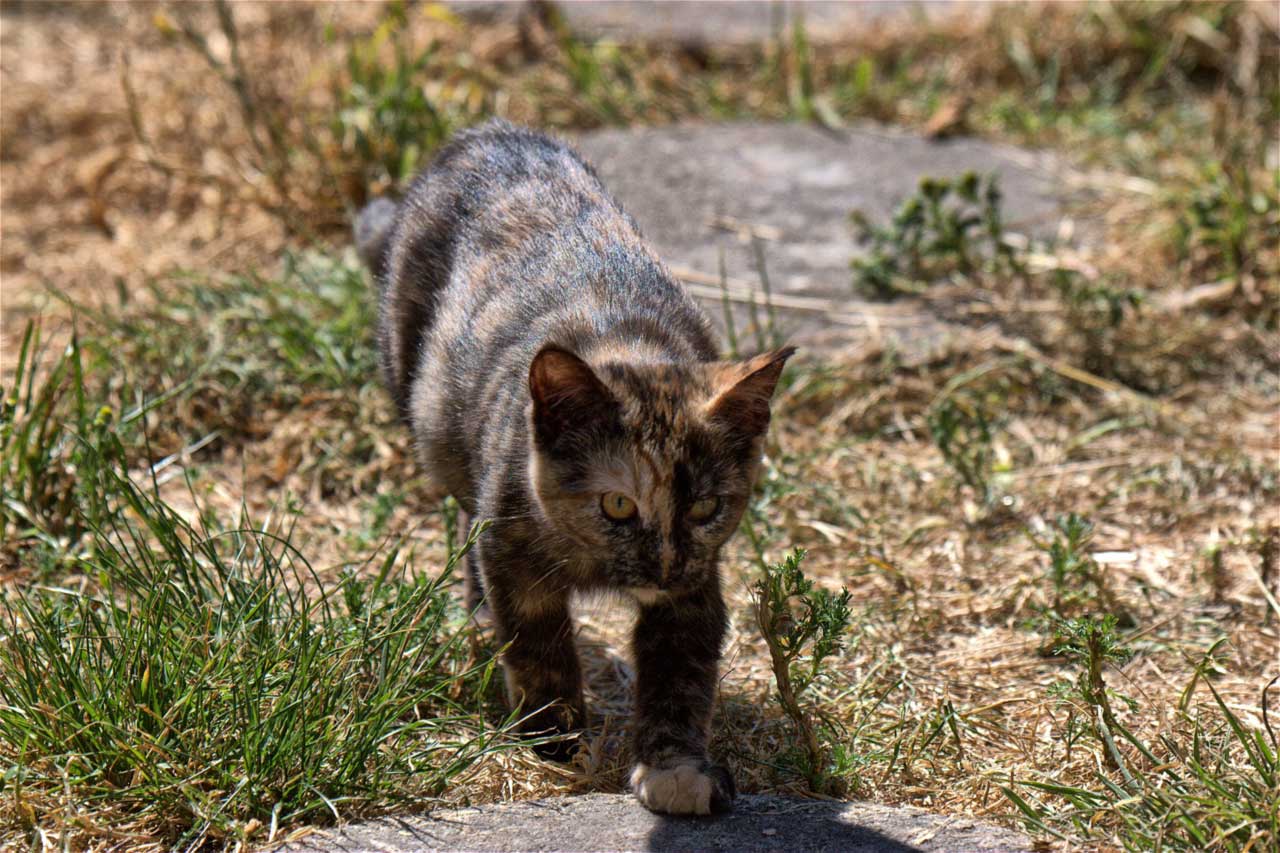 Georgia Feral Cat Rescue Georgia Feral Cat Rescue