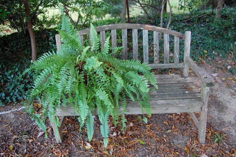 The Indoor Garden How to care for a Boston Fern (Summertime)