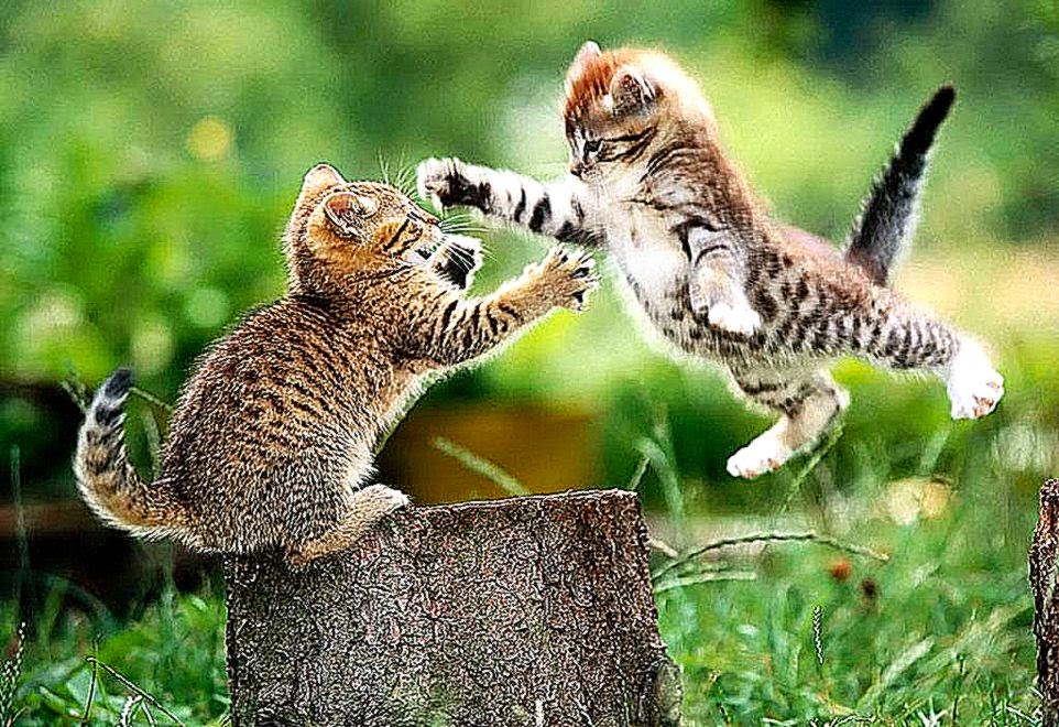 cat fight Kittens Wallpaper 5890541 Fanpop cat fight Kittens Wallpaper 5890541 Fanpop
