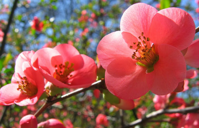 [Image: lam-trang-da-bang-hoa-anh-dao.jpg]