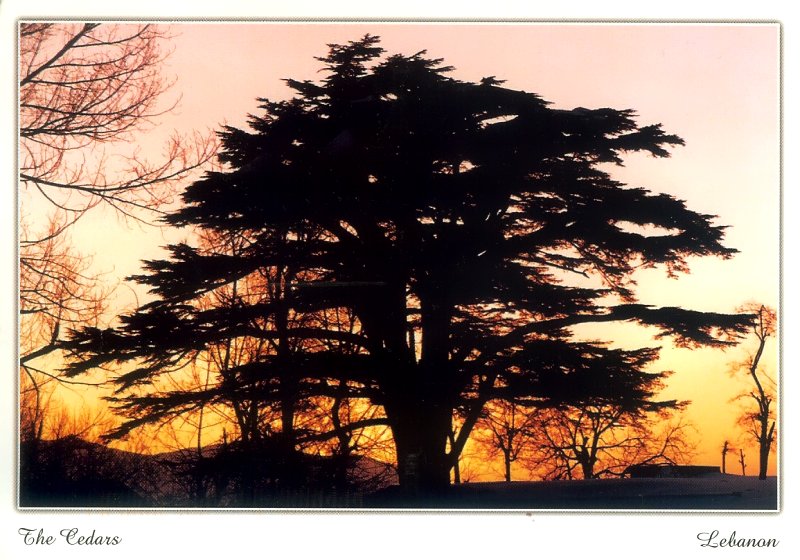 Cedars, Lebanon (With images) Nature, Mother nature, Outdoor