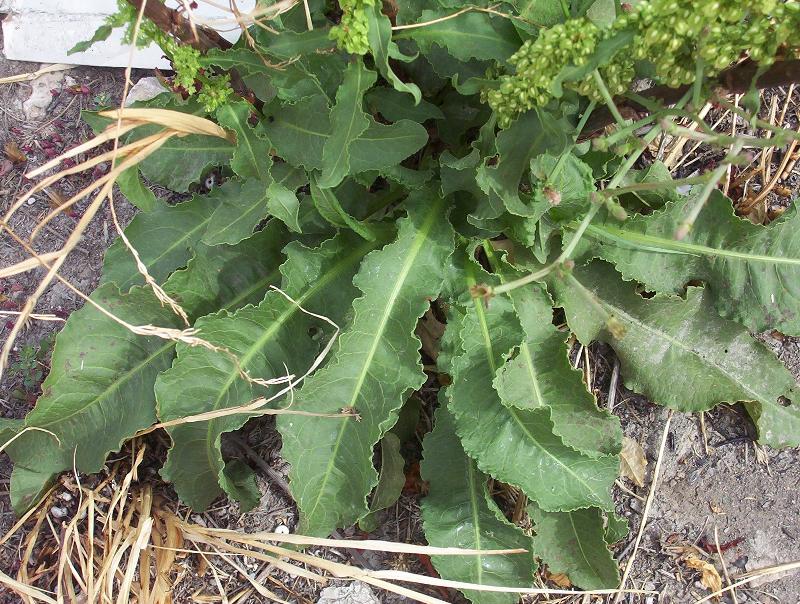 Urban Prepper Chicks Herb of the Week Uses for Curly Dock Urban Prepper Chicks Herb of the Week Uses for Curly Dock