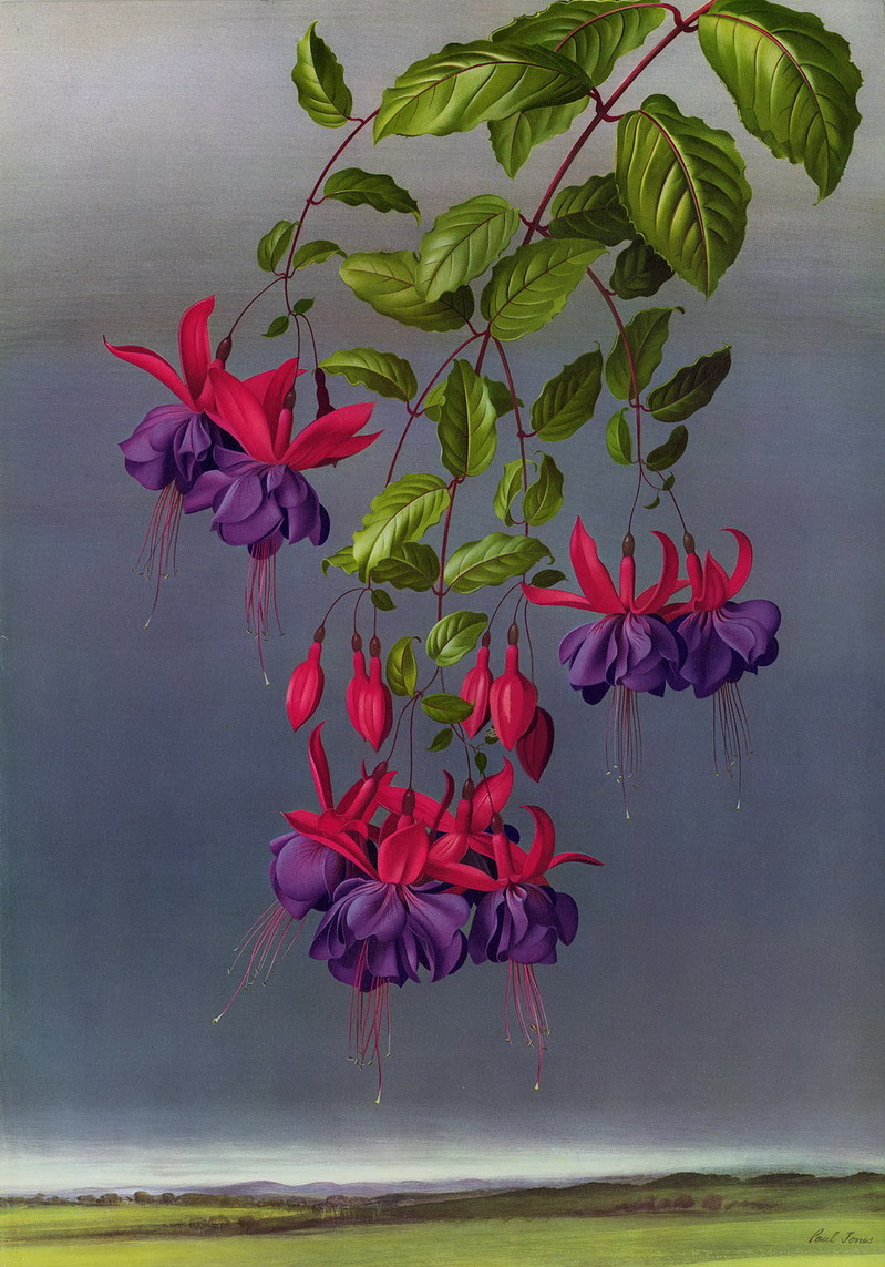 Paul Jones 1921-1997 ~ pintor australiano | Flores de Mayo  Paul Jones 1921-1997 ~ pintor australiano | Flores de Mayo