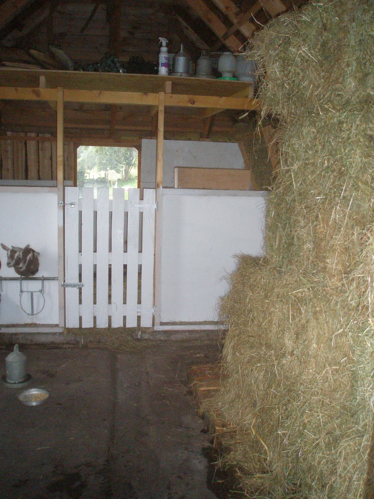 CraigardCroft Hay for the goats