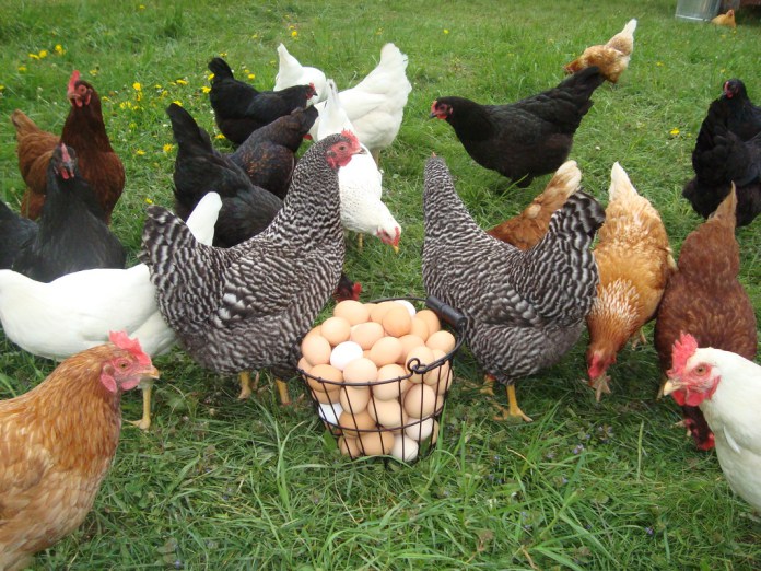 chicken eggs production