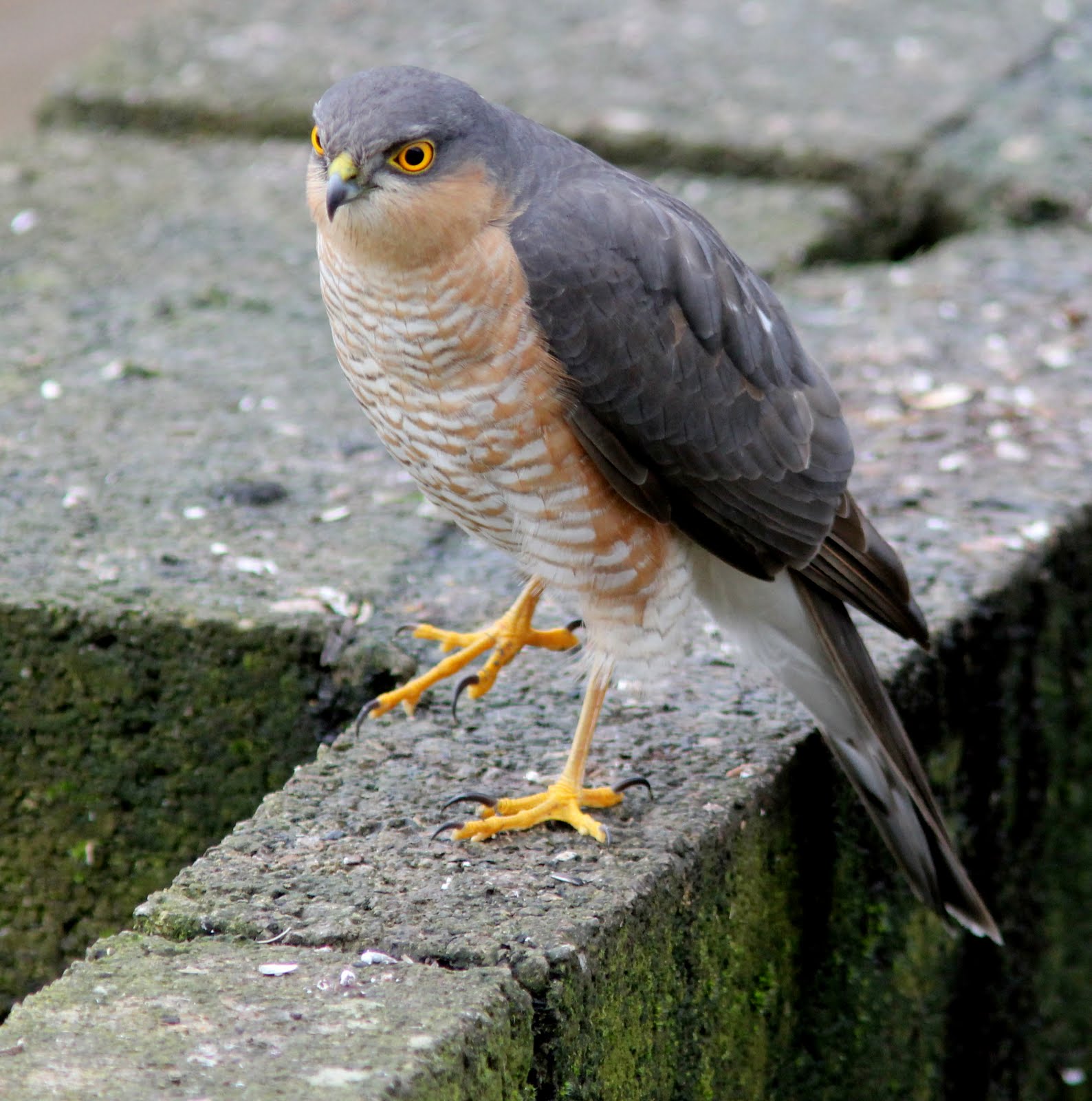 limerick-birder.blog: Sparrow Hawk