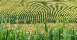 corn farm mission