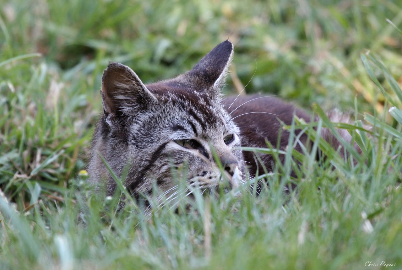 A Wild Cat In The Jungle The Feral Life Cat Blog