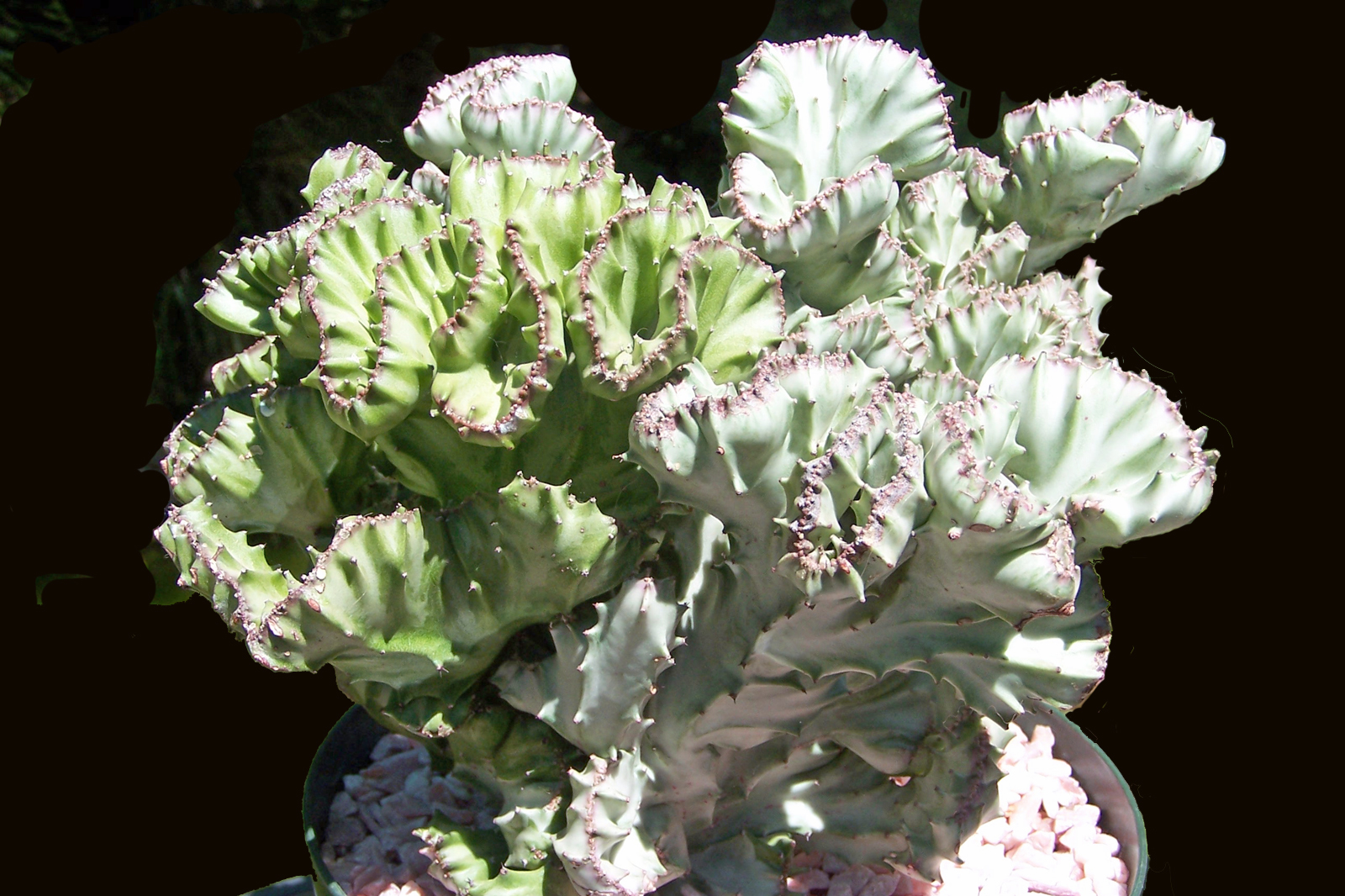 Oregon Cactus Blog Euphorbia lactea crested and variegated