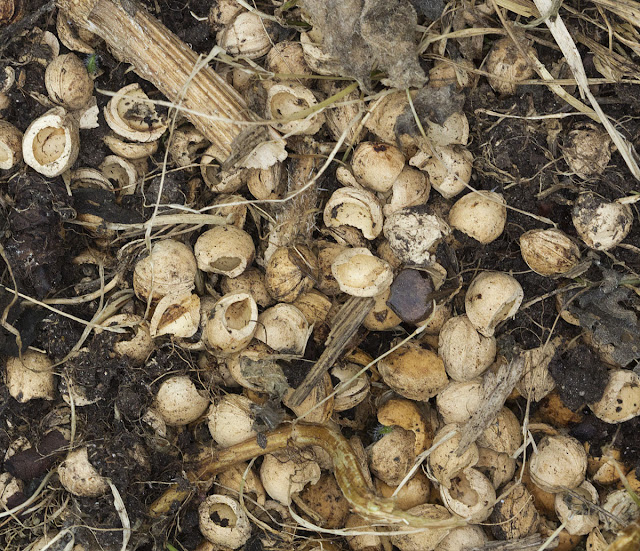 Cherry stones eaten by a vole. High Elms Country Park, 20 September 2011. Cherry stones eaten by a vole. High Elms Country Park, 20 September 2011.