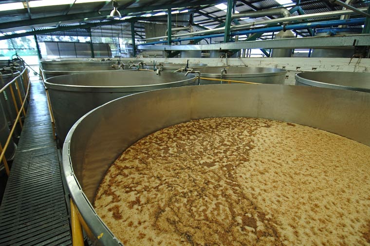 Bakers Yeast Production Manufacturing Unit Plant in India Nepal Bangladesh Pakistan Sri Lanka