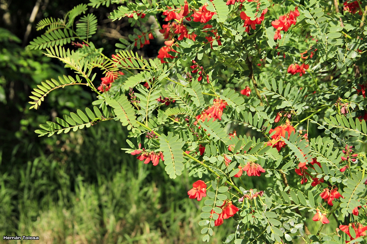 Flora Bonaerense Acacia mansa (Sesbania punicea)