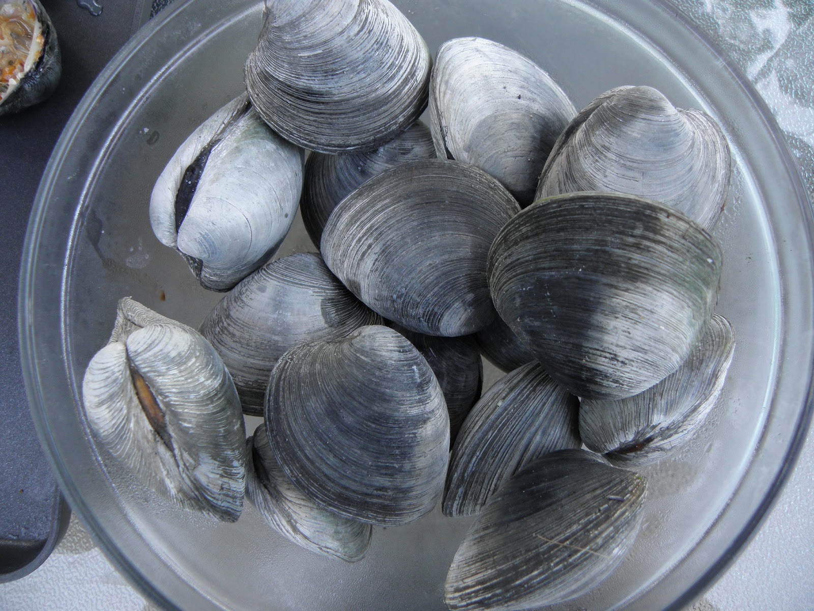 Progressive Charlestown Book Review Swim that Rock