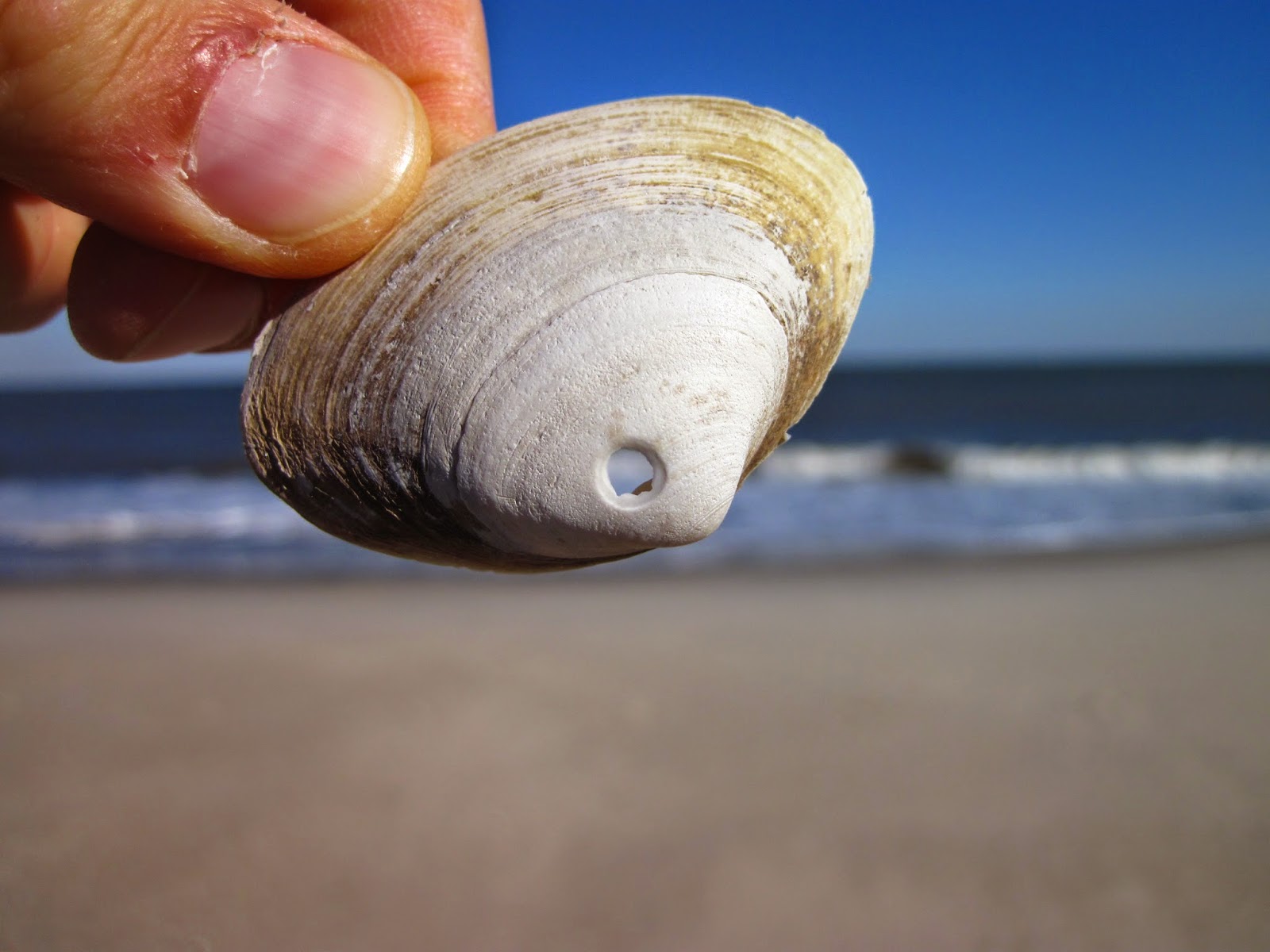 Nature on the Edge of New York City Moon Snails Swept Up on the Shore
