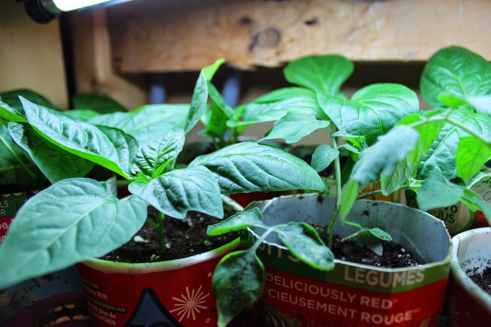sweet pepper seedlings sweet pepper seedlings