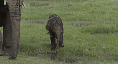 Image result for killer elephant gif
