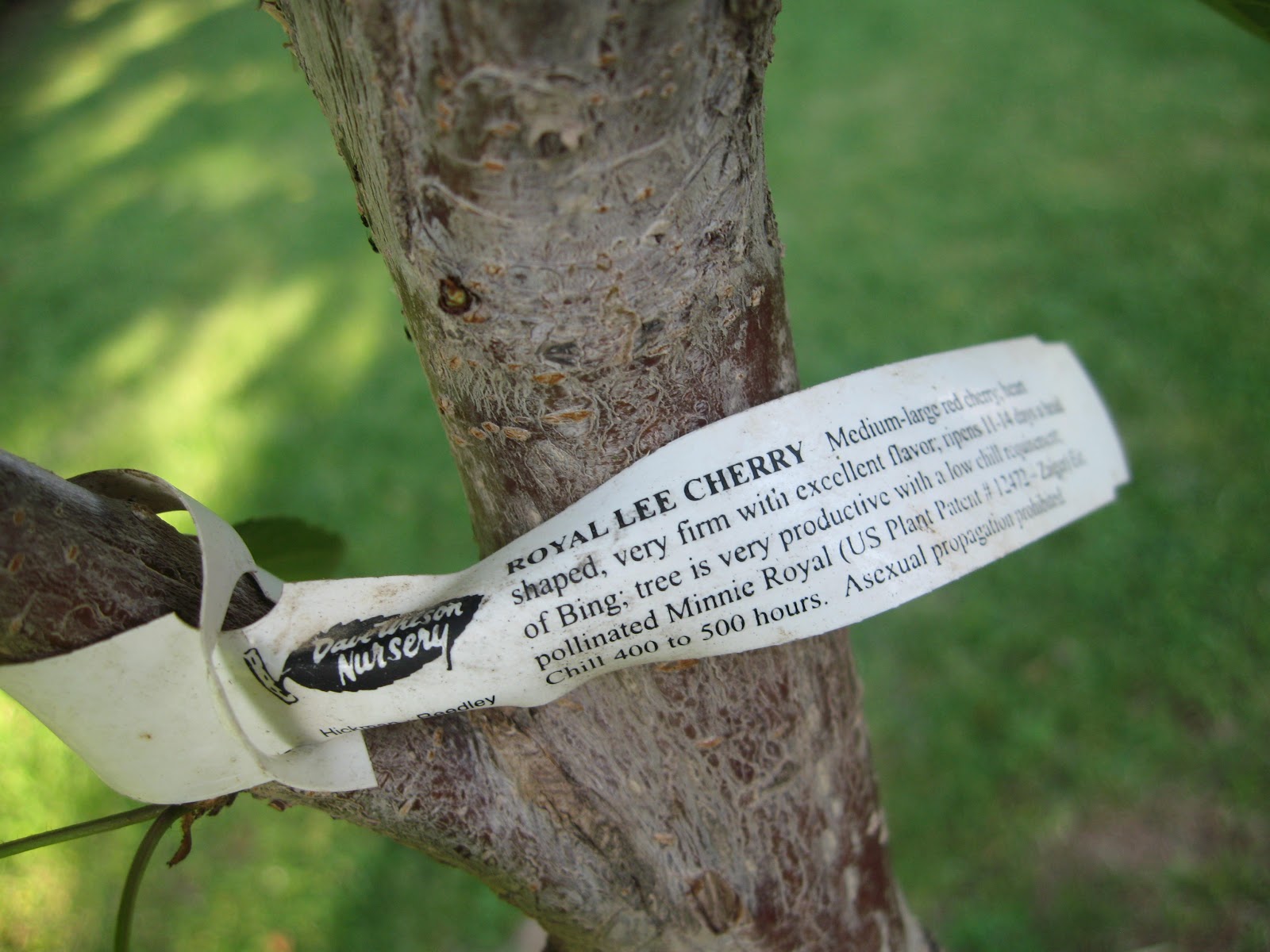 Sweet Life Garden Minnie Royal and Royal Lee... the Story of our