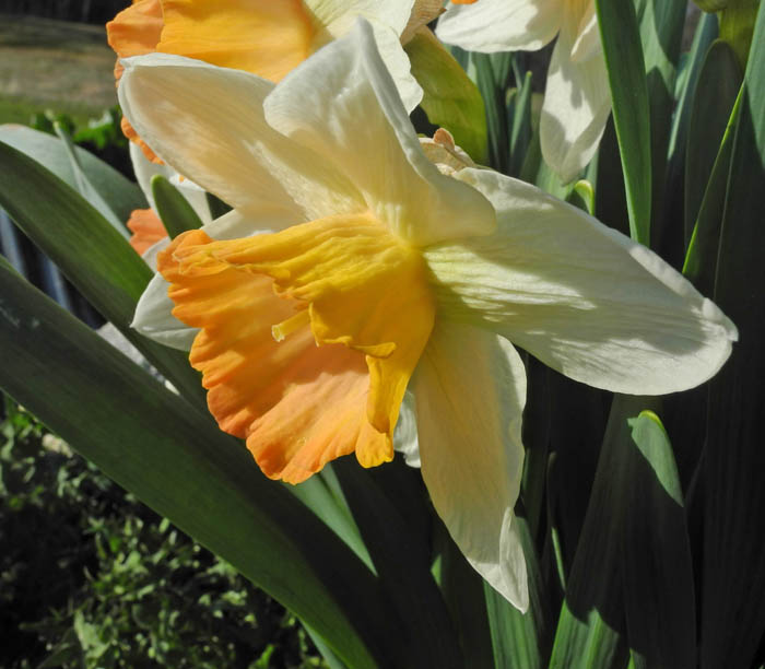 Studio and Garden Daffodil Delirium