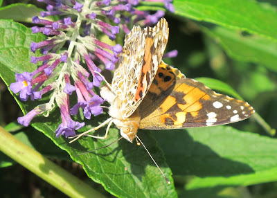 Painted Lady, Vanessa cardui