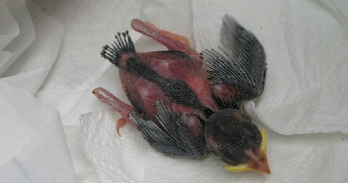 Meine kleine Welt: Junger Spatz vor dem Haus aus dem Nest gefallen aber