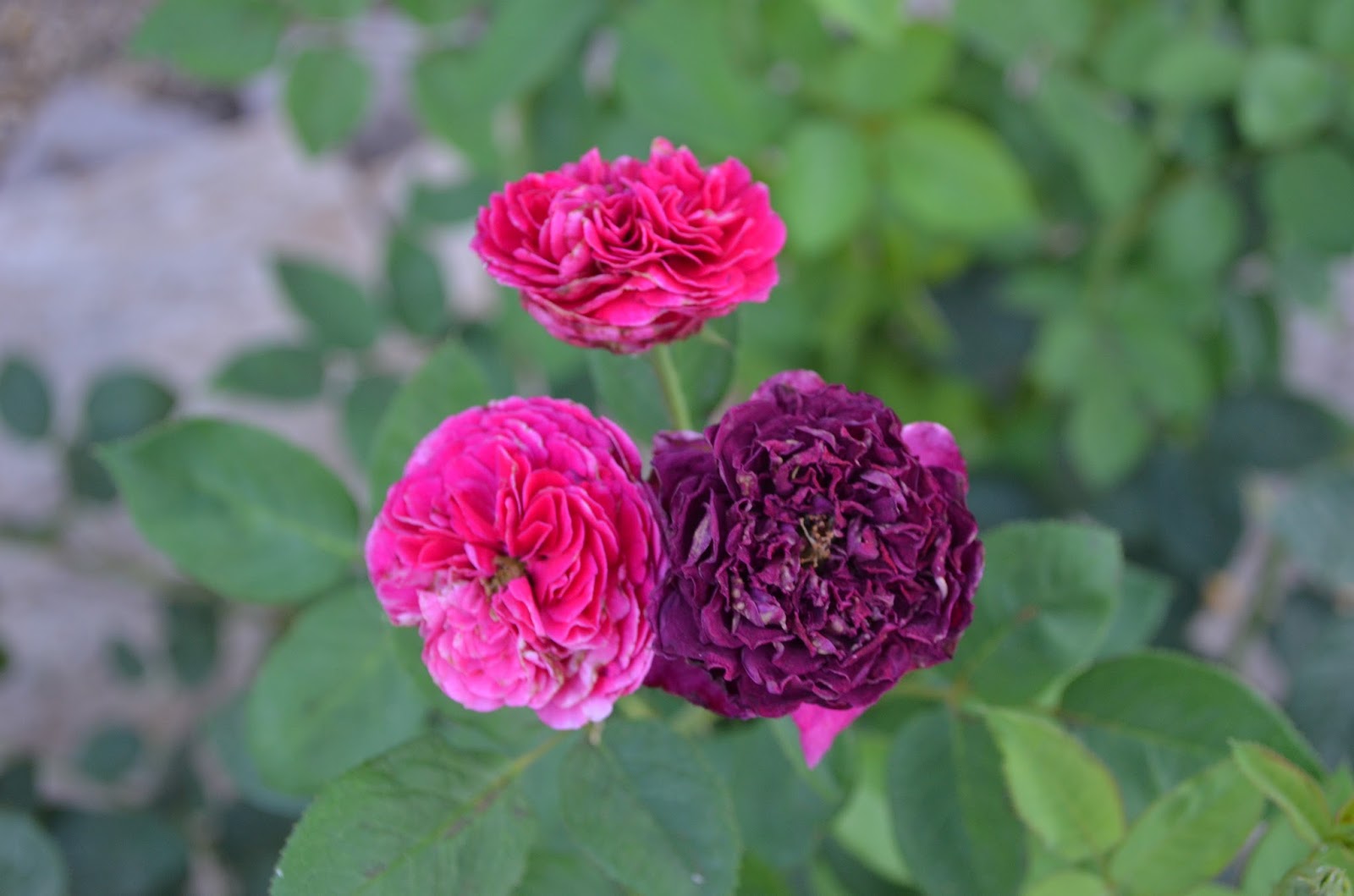 Are Your Roses Feeling The Heat Ramblings From A Desert Garden