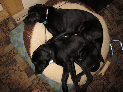Foley spooning with Dagan on his dog bed