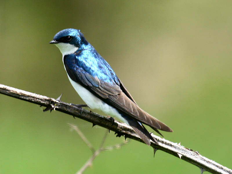 swallow swallow