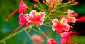 Quotes They Wrote: Fragile Hearts...